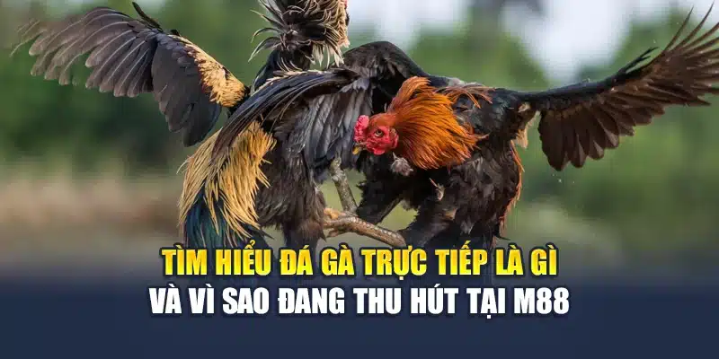 Đá Gà Trực Tiếp M88 – Mãn Nhãn Từng Trận Đấu Kịch Tính 1 Tìm hiểu đá gà trực tiếp là gì và vì sao đang thu hút tại M88